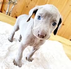 Whatsapp Me +96878738119 Weimaraner for sale