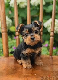 Whatsapp Me +96878738119 Yorkshire Terrier for sale 0