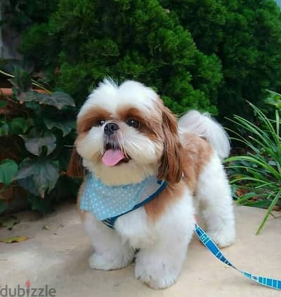 Shih Tzu// WhatsApp +971502618837