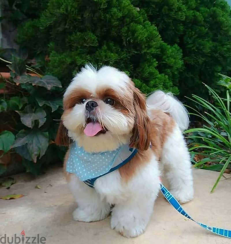 Shih Tzu// WhatsApp +971502618837 0