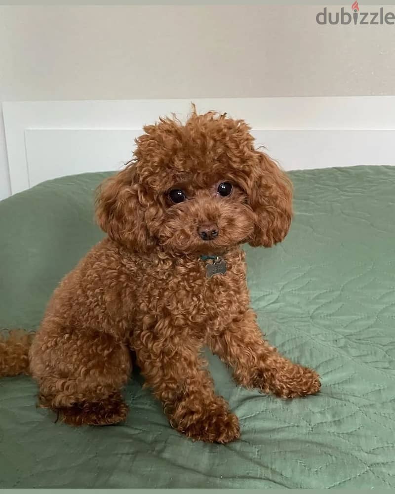 Poodle Puppies// WhatsApp +97455792932 0