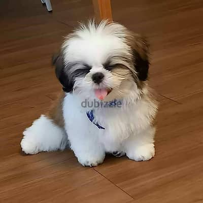 Shih Tzu// WhatsApp +966568218820