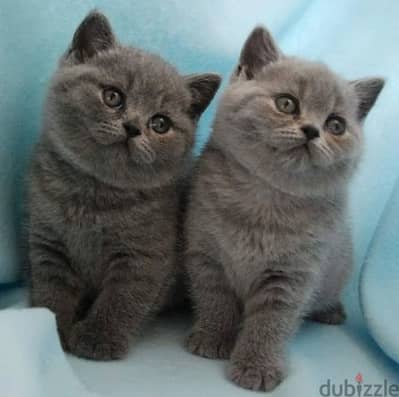 British shorthairs// WhatsApp. +966568218820