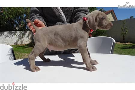 Whatsapp Me +966583921348 Weimaraner Puppies