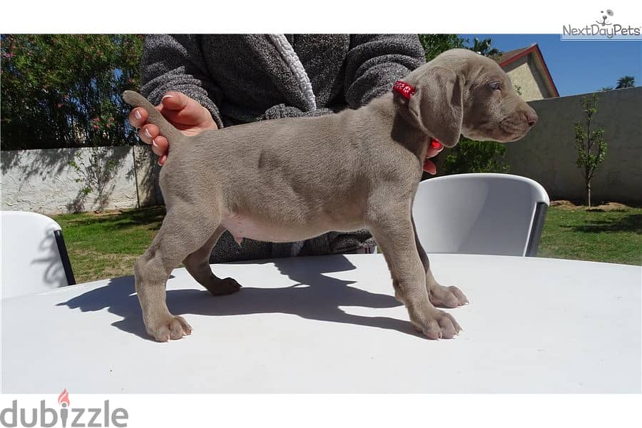 Whatsapp Me +966583921348 Weimaraner Puppies 0