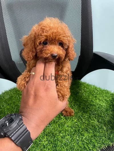 Purebred Poodle puppy for sale