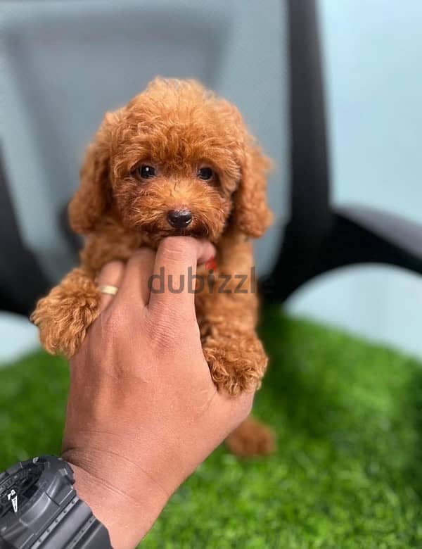 Purebred Poodle puppy for sale 1