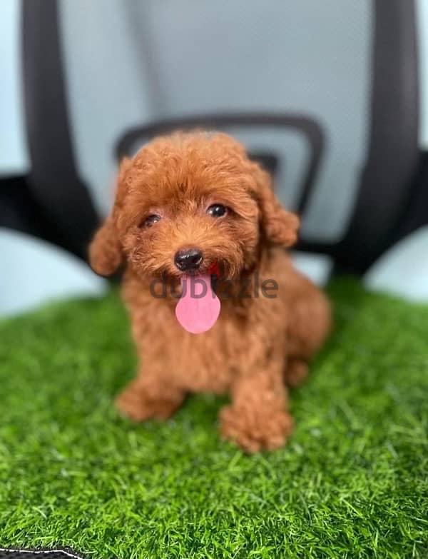 Purebred Poodle puppy for sale 2