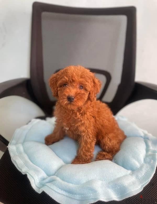 Purebred Poodle puppy for sale 3