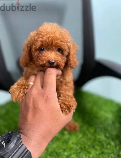 Purebred poodle puppy for sale