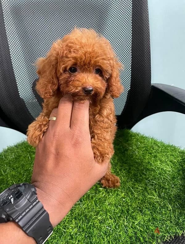 Purebred poodle puppy for sale 1