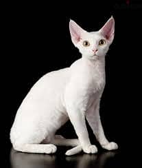 Whatsapp Me +96878738119 Devon Rex forr sale