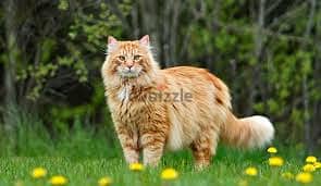 Whatsapp Me +96878738119 Maine Coon forr sale