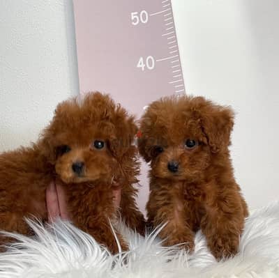 Poodle Puppies// WhatsApp +97455792932