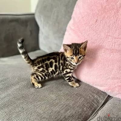 Bengal kitten// WhatsApp. +966568218820