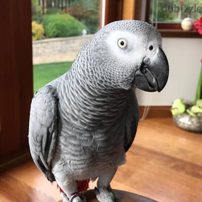 African grey/) WhatsApp +971502618837