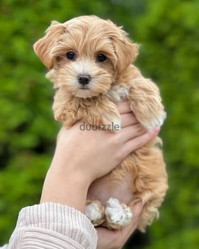 Maltipoo puppies// Whatsapp +97455937699