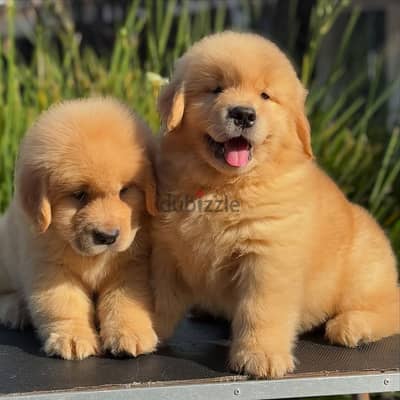 Golden Retriever// WhatsApp +971552543679