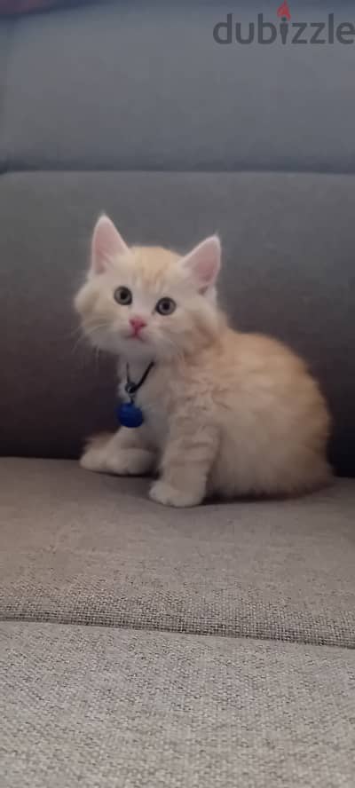 British longhair Cat . Golden beige Color