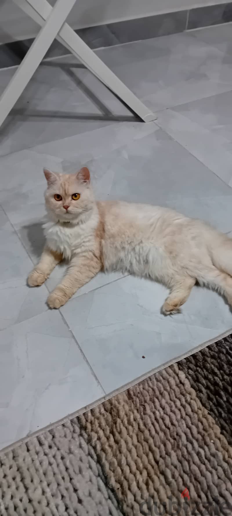 British longhair Cat . Golden beige Color 2