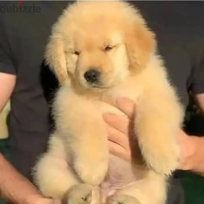 Golden Retriever// Whatsapp +97455937699