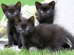 Whatsapp Me +96878738119 Bombay Cat for sale