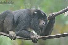 Whatsapp Me +96878738119 Black Howler Monkey (male) for sale