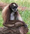 Whatsapp Me +96878738119 Brown Spider Monkey for sale 0