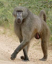 Whatsapp Me +96878738119 Chacma Baboon for sale