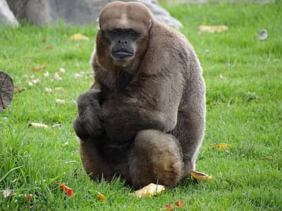 Whatsapp Me +96878738119 Colombian woolly monkey for sale