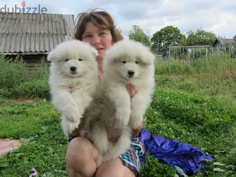 Whatsapp Me +972555074990 Samoyed Puppies 1