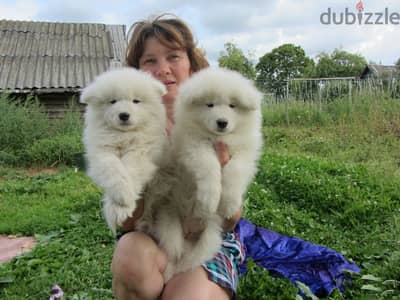 Whatsapp Me +972555074990 Samoyed Puppies