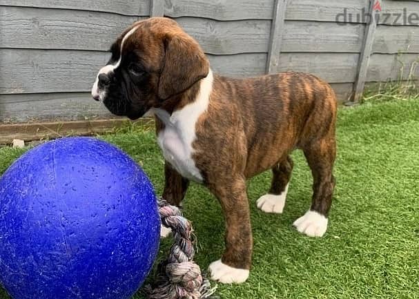 Whatsapp Me +966588993320 Boxer Puppies 1