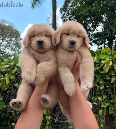 Golden Retriever// WhatsApp +97455792932