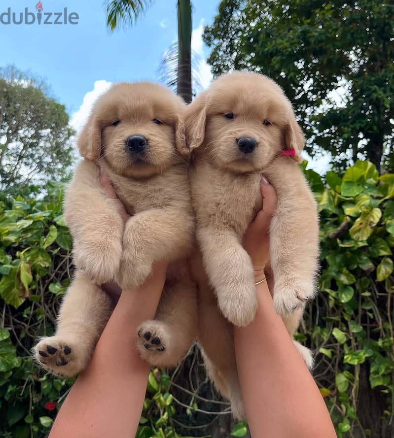 Golden Retriever// WhatsApp +97455792932 0