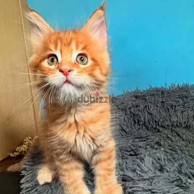 Maine Coons// WhatsApp +971552543679