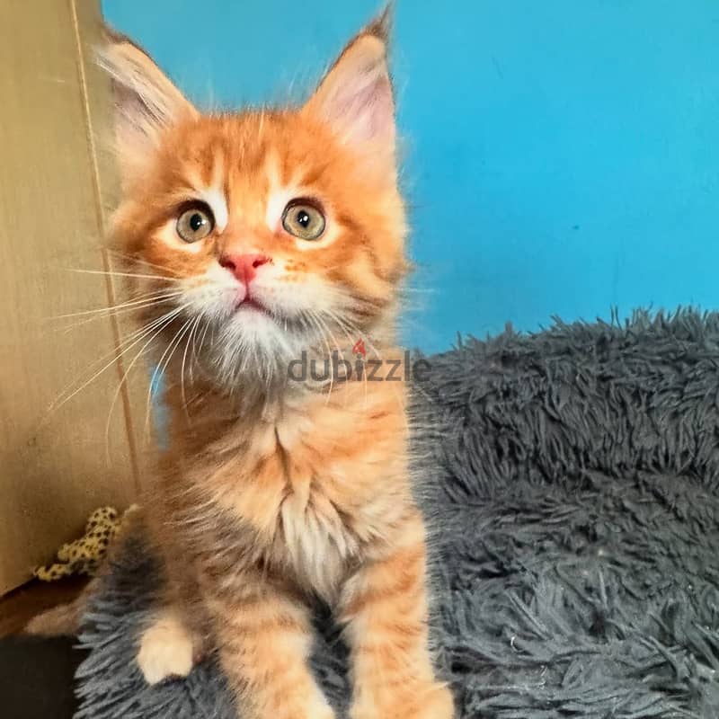 Maine Coons// WhatsApp +971552543679 0