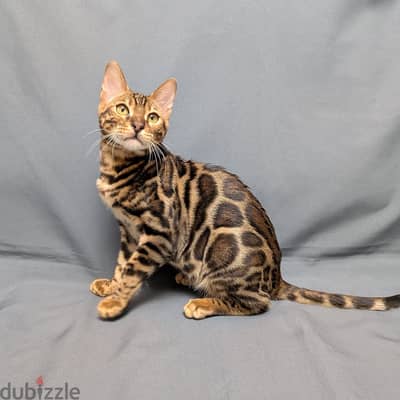 Bengal kitten// Whatsapp +97455937699