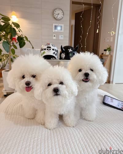 Bichon Frise// Whatsapp +97455937699