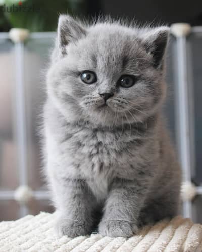 British shorthairs// WhatsApp +966568218820