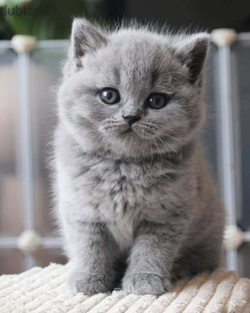 British shorthairs// WhatsApp +966568218820 0