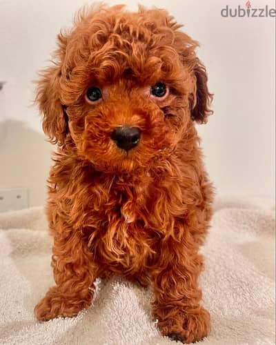 Poodle Puppies// WhatsApp +966568218820