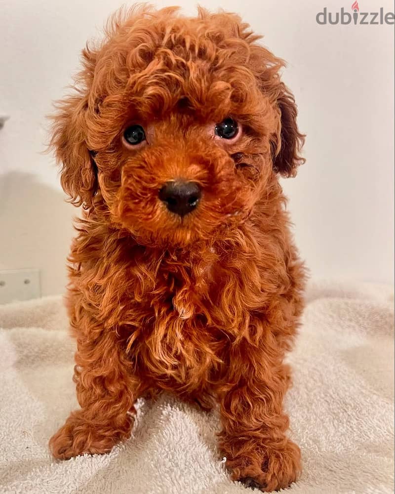 Poodle Puppies// WhatsApp +966568218820 0