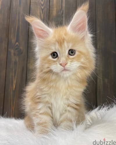 Maine Coons// Whatsapp +97455792932