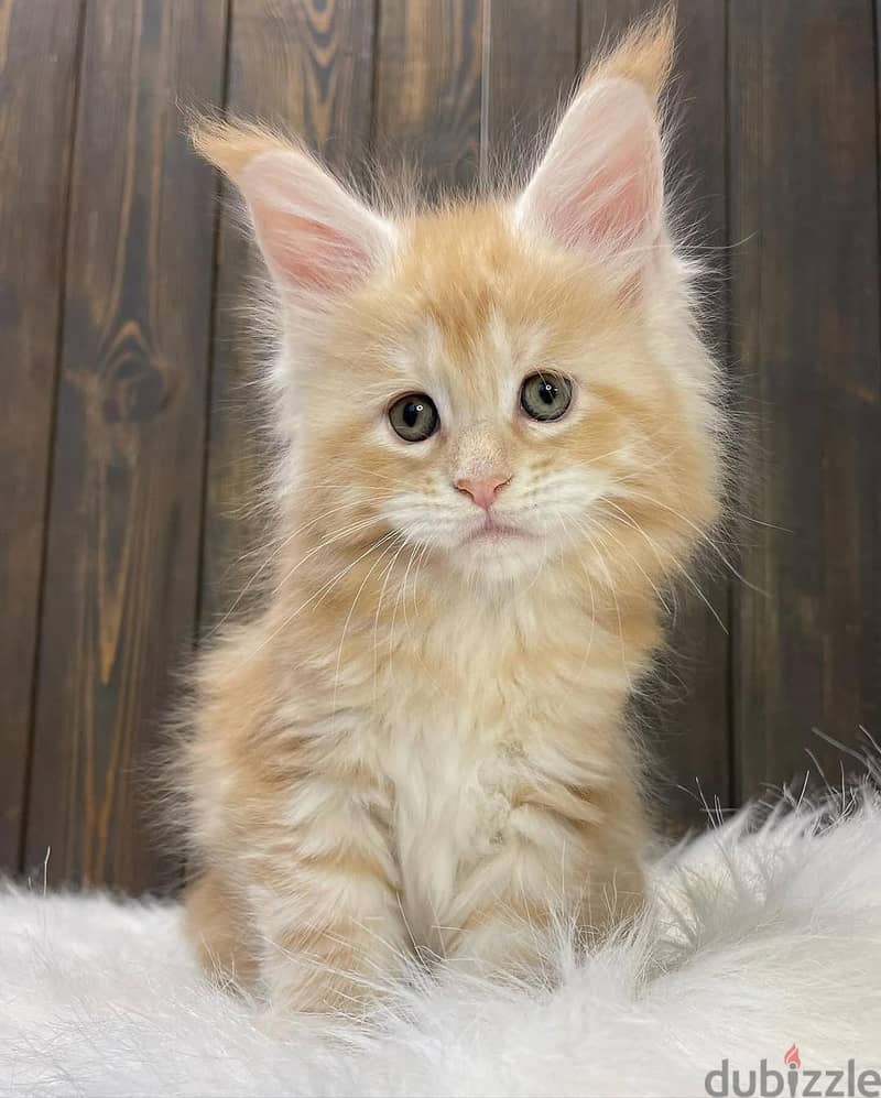 Maine Coons// Whatsapp +97455792932 0