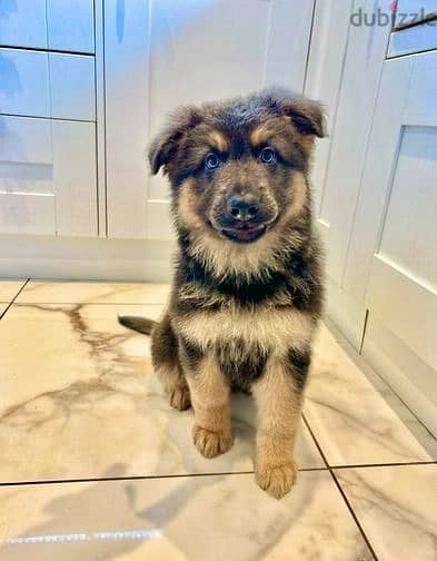 Whatsapp Me +972555074990 G-Shepherd Puppies