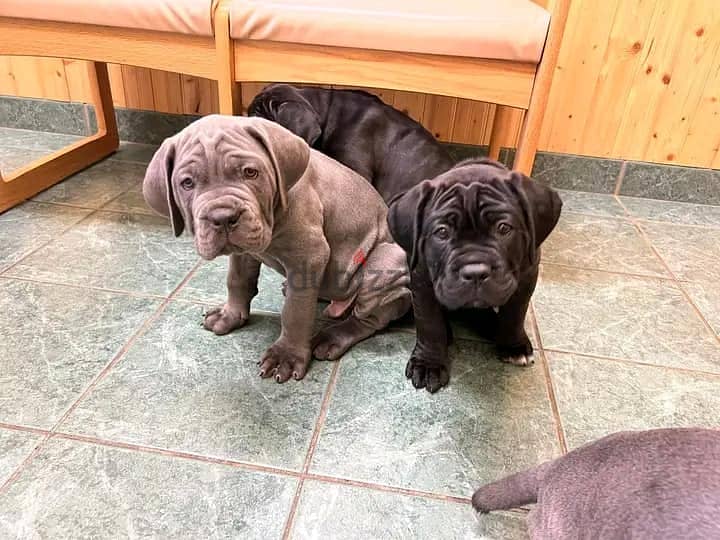 Whatsapp me +972553390216. Cane Corso Puppies 1