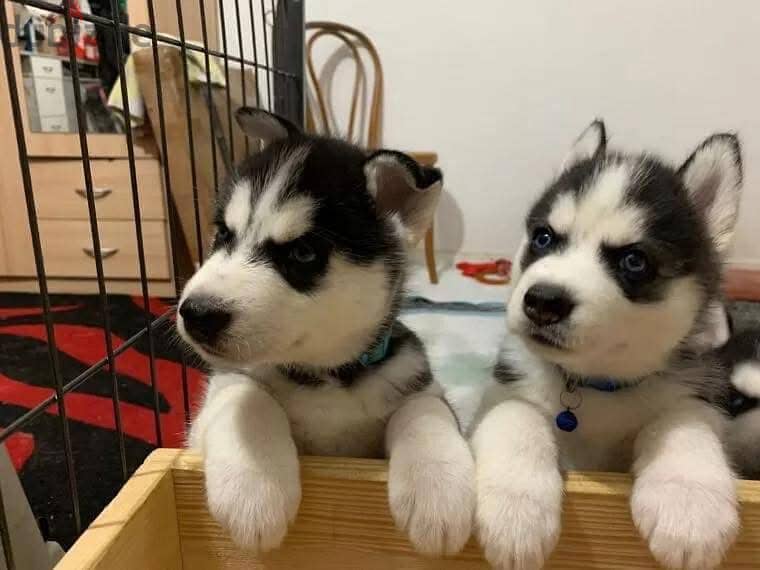 Whatsapp me +972553390216. Siberian Husky Puppies 1