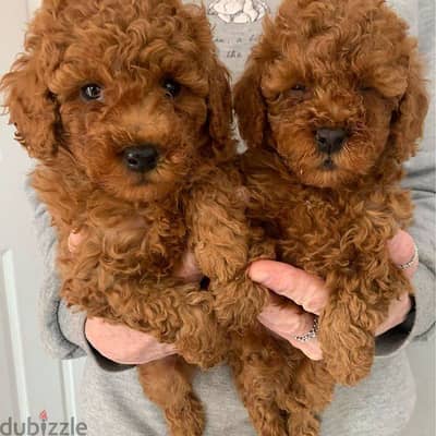 Whatsapp me +972553390216. Toy Poodle Puppies