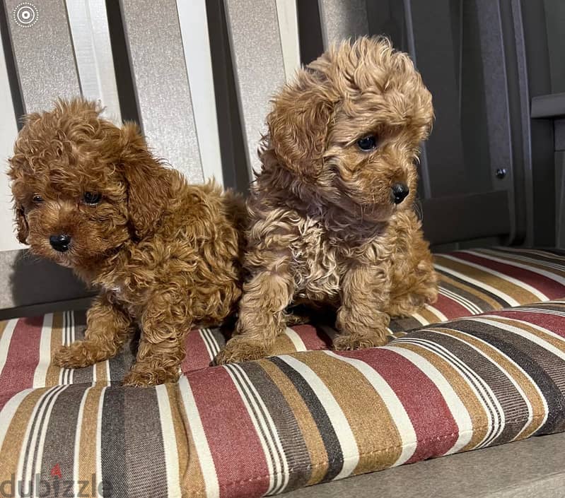 Whatsapp me +972553390216. Toy Poodle Puppies 1